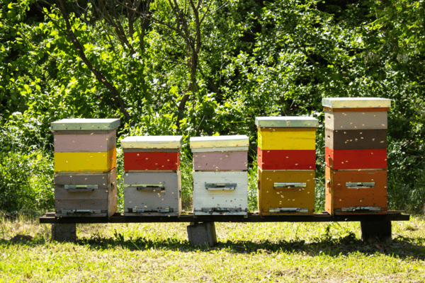 Apiary