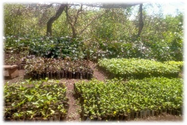 Tree Planting and Nursery