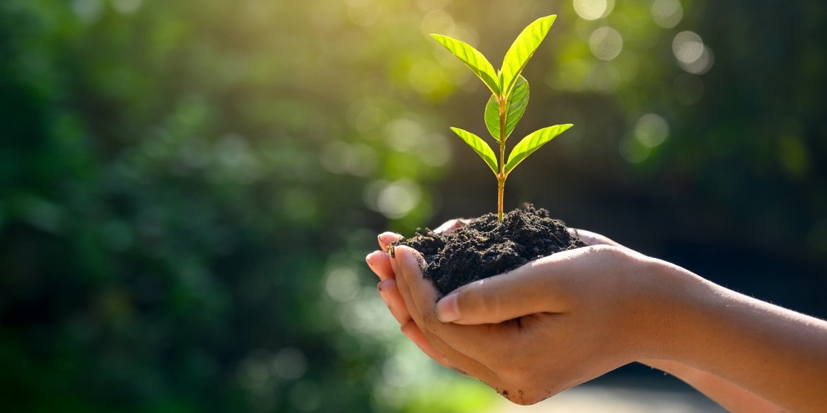 Tree Planting and Nursery